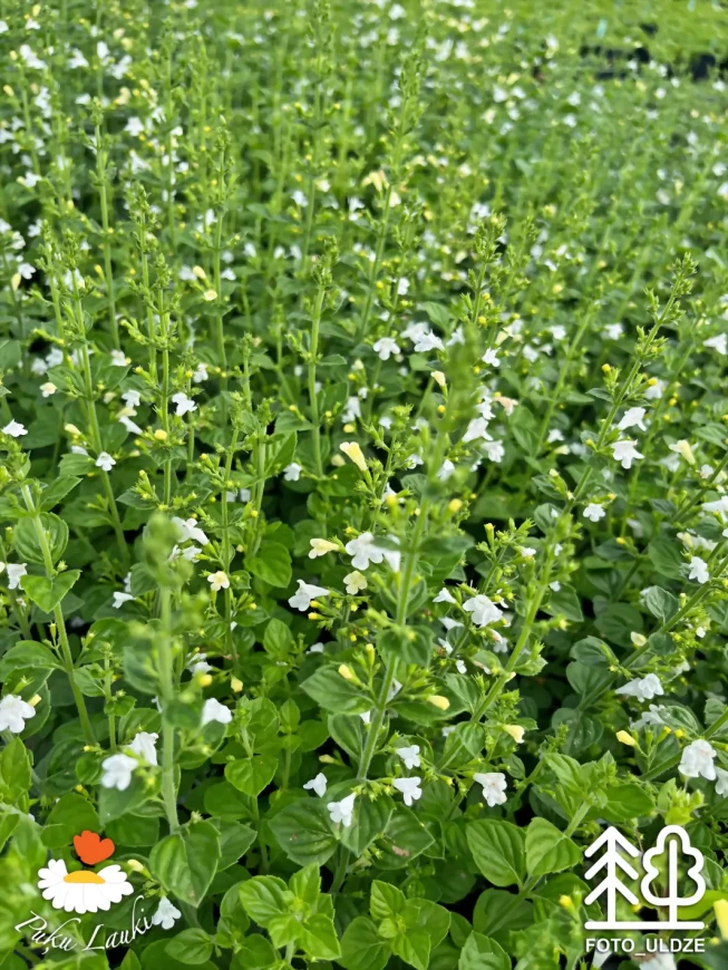 Calamintha nepeta   'Marvelette White'